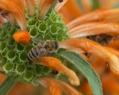 Honeybee getting nectar IMGP2082.jpg
