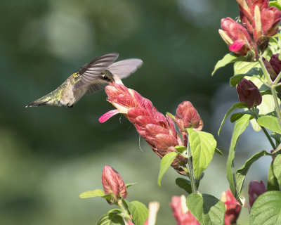 Shrimp Plants and Hummingbirds