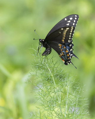 BST ovipositing IMGP3452.jpg