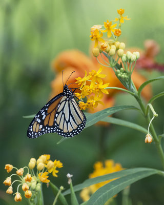 Female Monarch on Tropical Milkweed IMGP4544a.jpg
