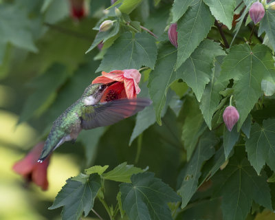 Abutilon IMGP5325a.jpg