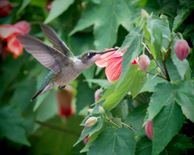 Abutilon IMGP5335a vignette.jpg