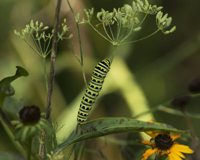 Black Swallowtail caterpillar IMGP7701a.jpg