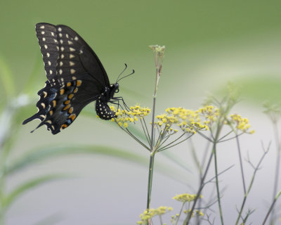 Black swallowtail ovipositing on fennel IMGP7893.jpg