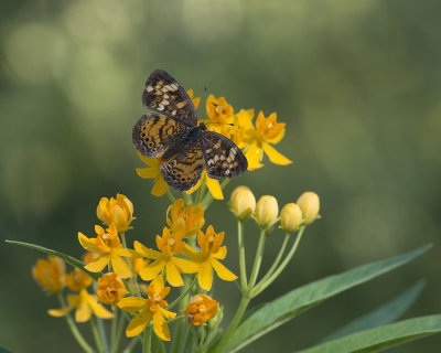 Pearl Crescent IMGP7985a.jpg