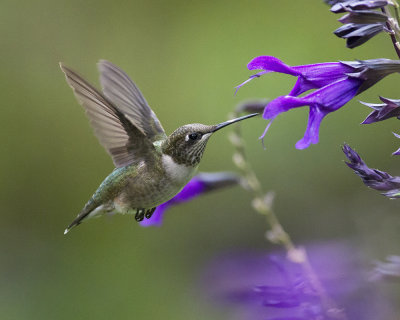 Salvia Amistad IMGP8585a.jpg