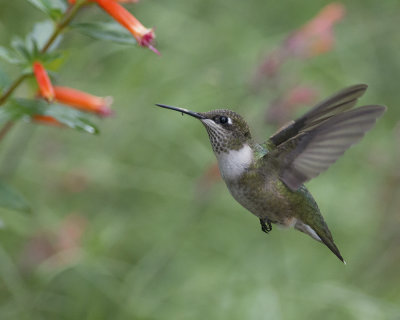 Cupheas and hummingbirds
