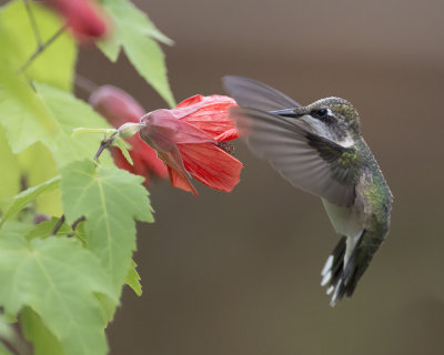 Abutilon and hummingbirds