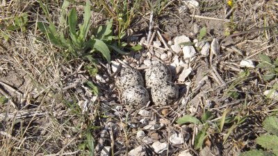 April 2013  Kildeer nest and eggs