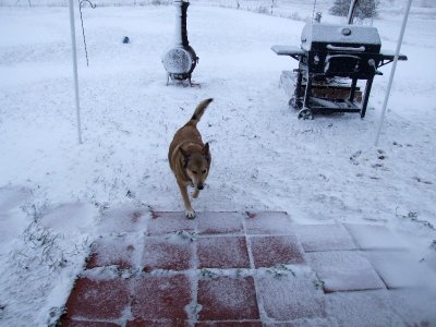 Tawney STILL does not like snow