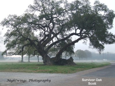 Lafayette Parish - Scott - Survivor Oak