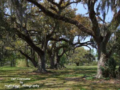 Terrebonne Parish  Houma rural   Magnolia Plantation.