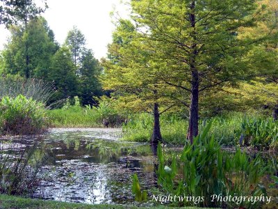 Lafayette Parish - Lafayette - USGS Wetlands research center