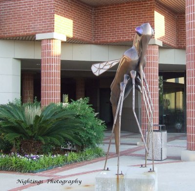 Lafayette Parish - Lafayette - Mosquito