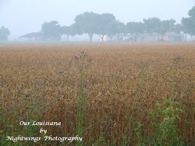 Vermilion Parish - Leblanc - Wheat