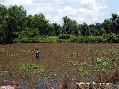 St Mary Parish - Burns Point - Bayou Teche NWR 