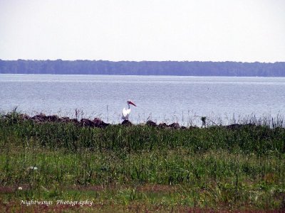 St Mary Parish - Morgan City -  Lake Palourde pelican