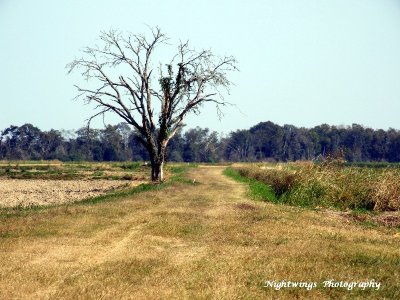 Acadia Parish - Mire -Tornado road