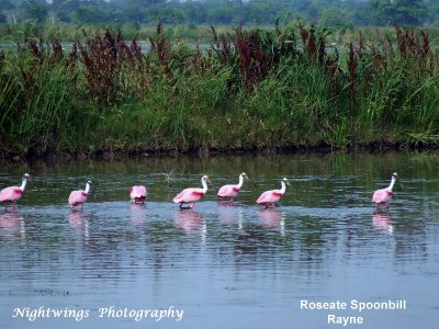 Acadia Parish -  Rayne - roseate spoonbill