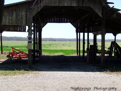St Landry Parish - Arnaudville cane fields.
