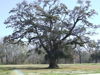 St Landry Parish - Arnaudville rural oak