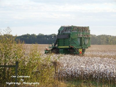 Rapides Parish -  harvesting cotton