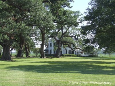 Avoyelles Parish -  Norwood Plantation   Live Oak