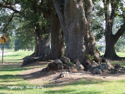 Rapides Parish - Inglewood oaks