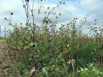 Sunflower field left by the pipeline