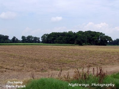 Iberia Parish - Duchamp - cane field