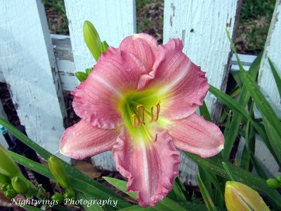 Iberia Parish - New Iberia - Main St    daylily