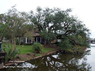 Terrebonne Parish - Houma - live oak