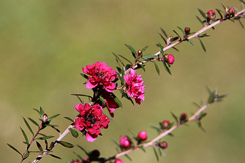 Tea Tree - Manuka
