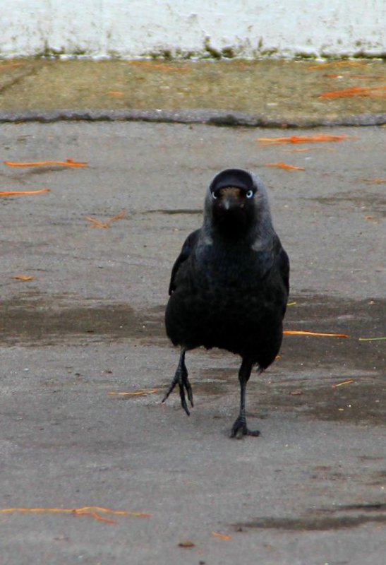 Bird