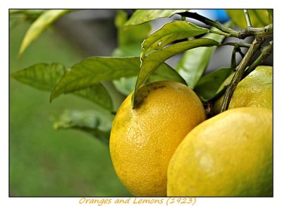 Oranges and Lemons (1923)