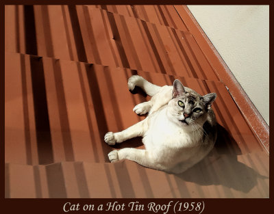 Cat on a Hot Tin Roof (1958) 