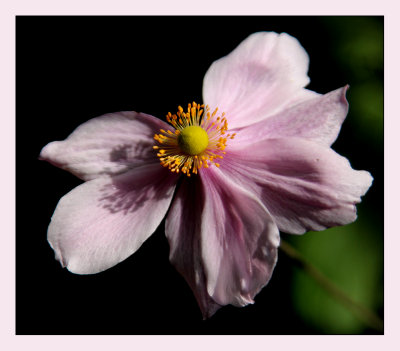 Last of my Japanese Anemones