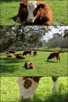 #28 - Cows connected to the grass
