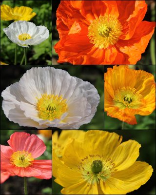 Poppies