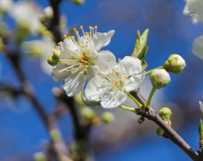 Plum Blossoms