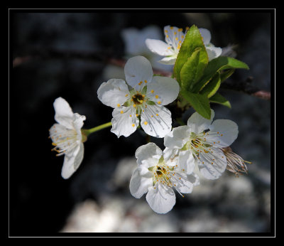 #13 - Spring-time Plum Blossoms