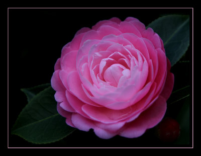 Camellia 