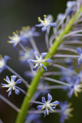 A new plant for me - Scilla natalensis