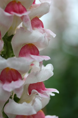 Antirrhinum