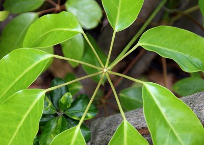 Leaves of the Queensland Umbrella Tree