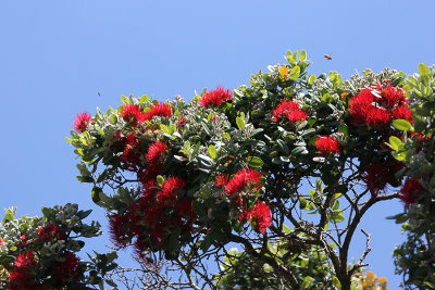 #9 - Pohutukawa tree in Flower
