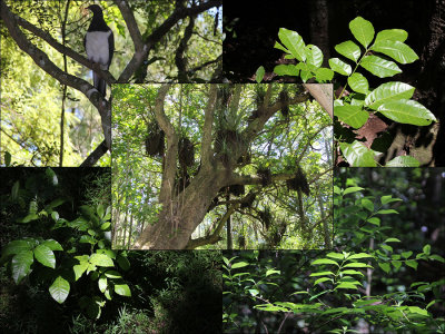 # 22 - Trees in Smiths Bush