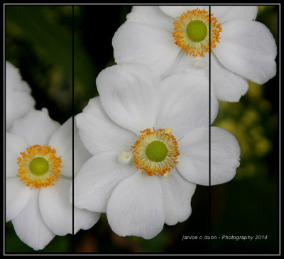 White Japanese Anemone