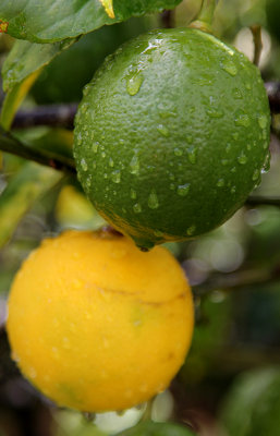 The new Meyer lemons are yellowing quickly