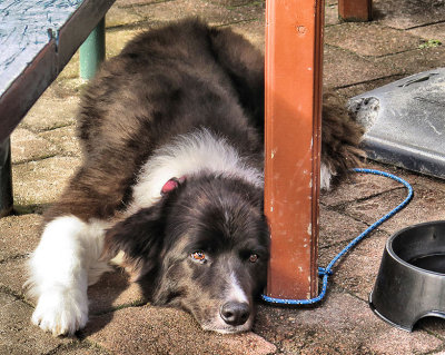 Dog's Water